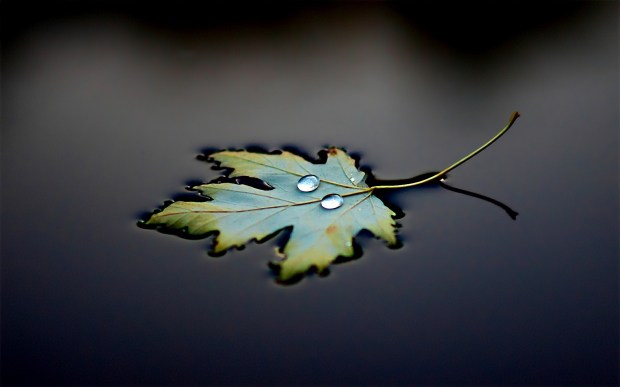 floating-leaf